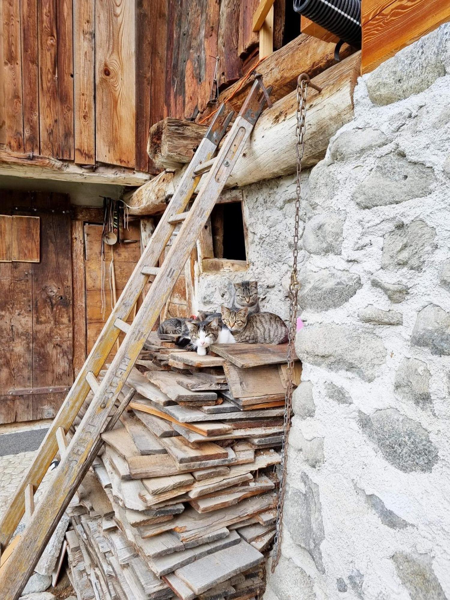 Villa Alpina Campiglio Madonna di Campiglio Exterior foto